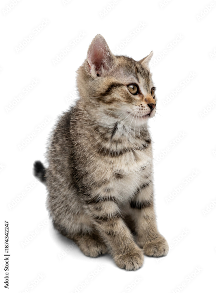 Fototapeta premium Adorable tabby kitten on white background.