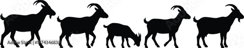 Set of black goat silhouettes showing different walking and grazing poses isolated on white background for farming design projects