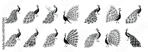 Elegant Peacock Vector Illustrations  Majestic Bird Silhouettes