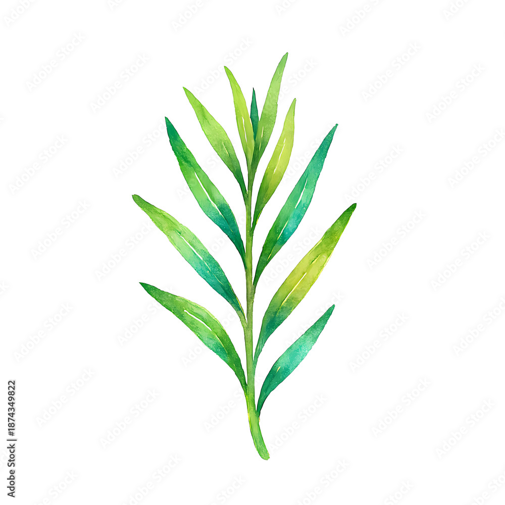Fototapeta premium Watercolor Botanical Illustration of Tarragon Sprig Isolated