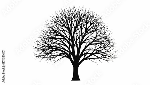 Silhouette of a bare deciduous tree with intricate branches.