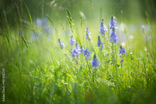 Wild blue flowers with green grass in a forest meadow at sunny day. Beautiful summer landscape.