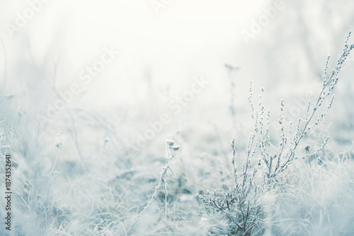 Frost-covered grass in winter forest at foggy sunrise. Winter nature background
