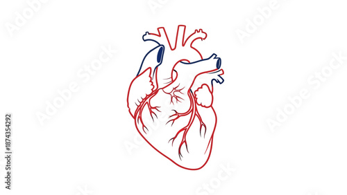 Anatomical Heart Illustration: Red and Blue Outline on White Background