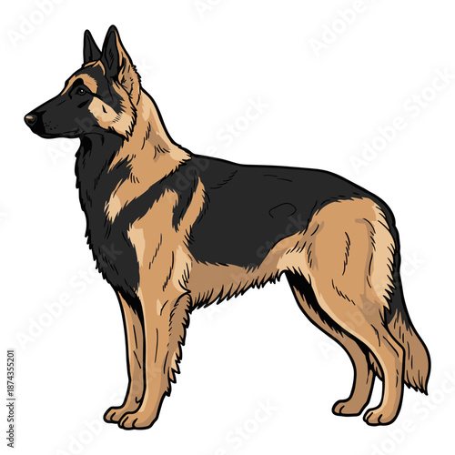 Belgian Tervuren Purebred Dog, Studio Portrait Isolated on a White Background