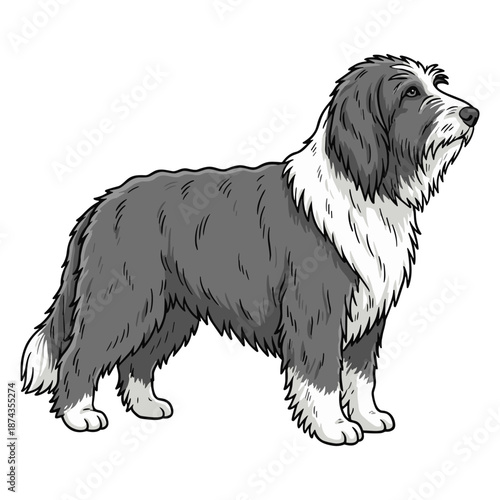 Bearded Collie Purebred Dog, Studio Portrait Isolated on a White Background