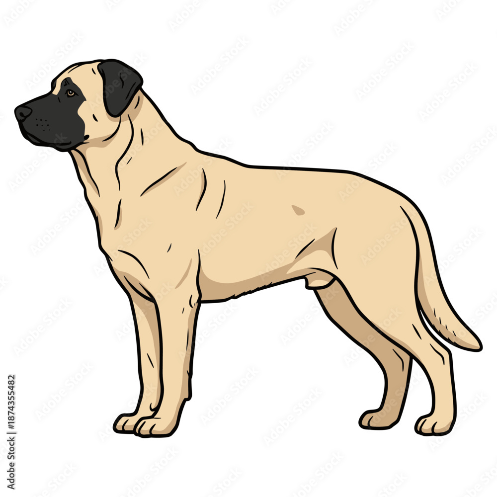 Obraz premium Anatolian Shepherd Purebred Dog, Studio Portrait Isolated on a White Background