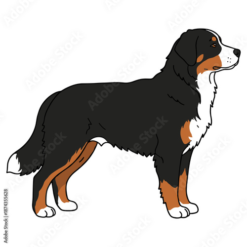 Bernese Mountain Dog Purebred Dog, Studio Portrait Isolated on a White Background