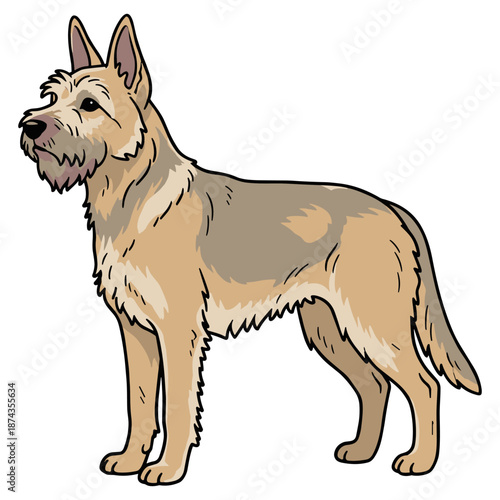 Berger Picard Purebred Dog, Studio Portrait Isolated on a White Background