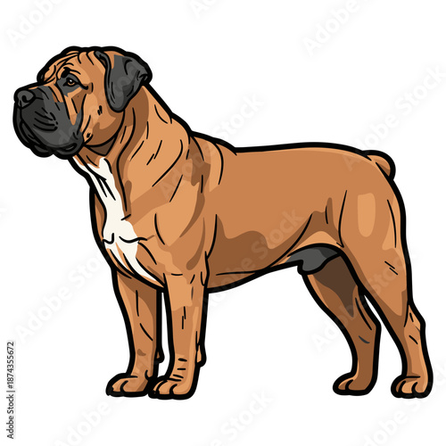 Boerboel Purebred Dog, Studio Portrait Isolated on a White Background