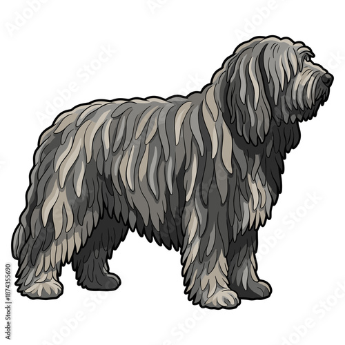Bergamasco Sheepdog Purebred Dog, Studio Portrait Isolated on a White Background