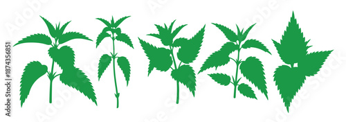  fresh green nettle plant hand illustrated design suitable