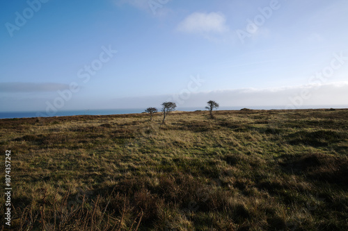 Heidelandschaft an der nördlichen Nordsee bei Sonnenlicht.