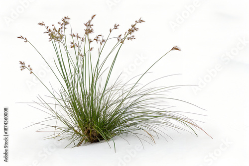 Juncus effusus