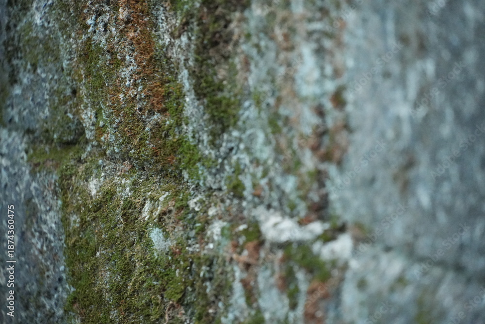 Obraz premium Vibrant green moss and earthy lichen cling to a rough, textured stone wall surface.