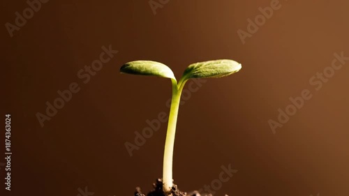 Seedling Growth Stages on Brown Background.