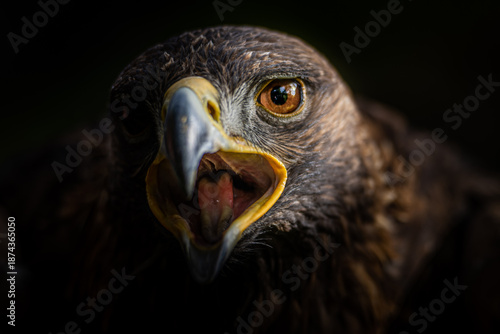 Photography A close-up shot of a hawk with its mouth open, showing its sharp beak and intense eyes