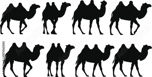 Camel, silhouettes, set, desert, animals, dromedary, wildlife, walking, poses, black, vector, illustration, isolated, collection, safari, travel, nature, stock, design, bundle
