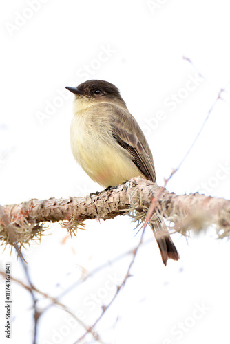 great tit on a branch