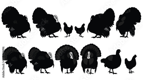 Turkey and chicken silhouette collection, farm poultry birds set, black vector illustration isolated on white background design for stock usage