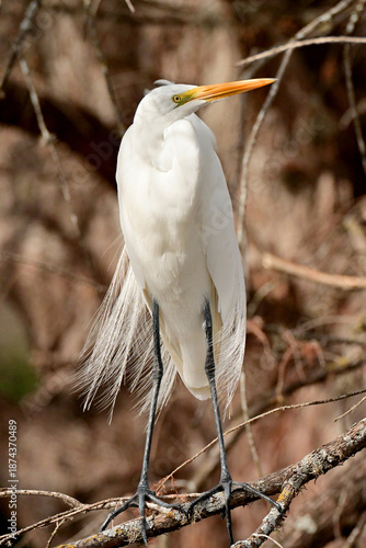great white egret