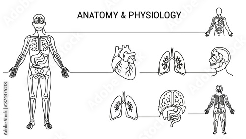 Anatomy And Physiology - Human Body Systems Diagram, Medical Science Illustration