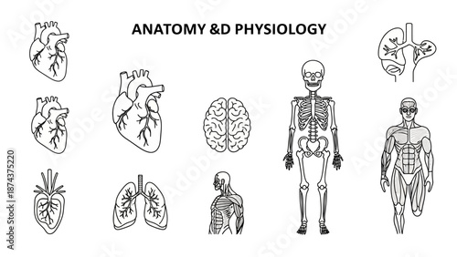 Anatomy and Physiology Diagrams - Human Organs, Skeleton, Muscles, Brain, Lungs, Kidneys