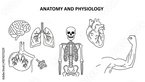 Anatomy and Physiology: Human Body Organs and Systems - Line Art Illustrations