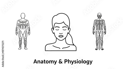 Anatomy and Physiology Human Body Outline Icons - Skeleton, Muscles, Head