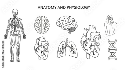 Anatomy and Physiology: Human Body Organs, Skeleton, Brain, Heart, Lungs, DNA