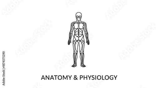Anatomy and Physiology Human Body Skeleton and Muscles Diagram