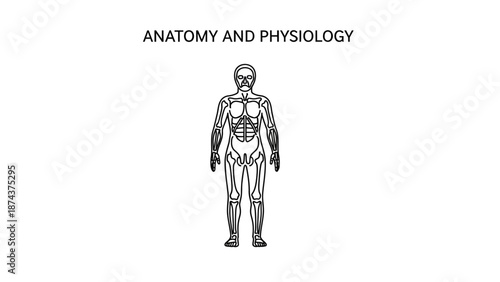 Anatomy and Physiology Human Body Skeleton and Musculature Diagram