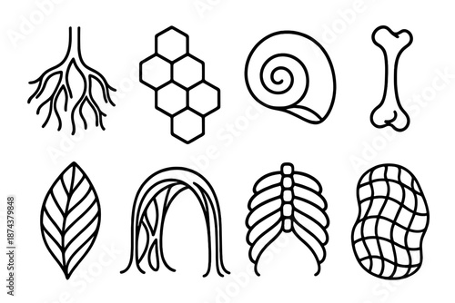 Organic Structural Icons. Organic Structural Design set in outline vector style: branching root form, honeycomb cell, shell curvature, bone-like frame, natural
