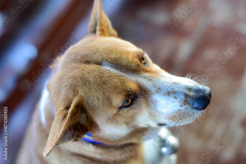 close up of a dog (Thailand)