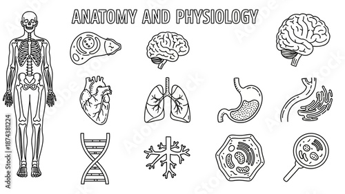 Anatomy and Physiology: Human Body Systems and Organs, Medical Illustration