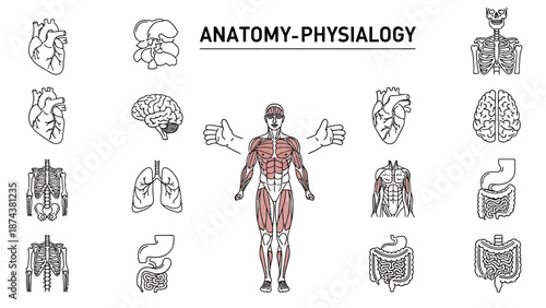 Anatomy and Physiology: Human Body Systems and Organs Illustration