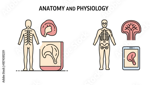 Anatomy and Physiology Human Body Systems Medical Science Vector Illustration