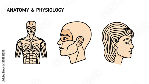 Anatomy and Physiology: Human Body, Head, and Face Diagrams