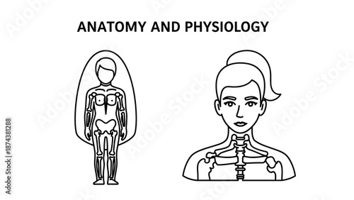 Anatomy And Physiology: Human Skeleton, Body Outline, Medical Illustration