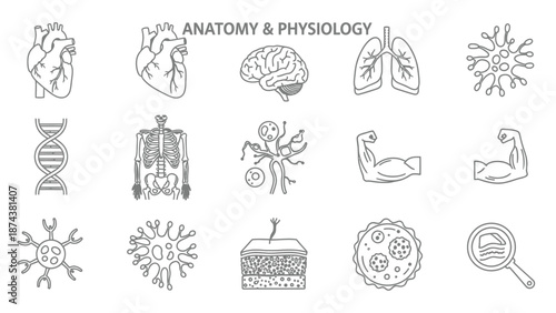 Anatomy and Physiology Icons: Heart, Brain, Lungs, DNA, Skeleton, Cells
