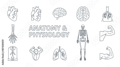 Anatomy and Physiology Icons: Heart, Brain, Lungs, Skeleton, Muscles, Bones