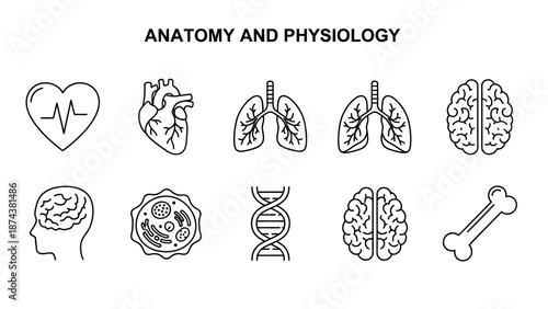 Anatomy and Physiology Icons: Heart, Lungs, Brain, DNA, Cell, Bone