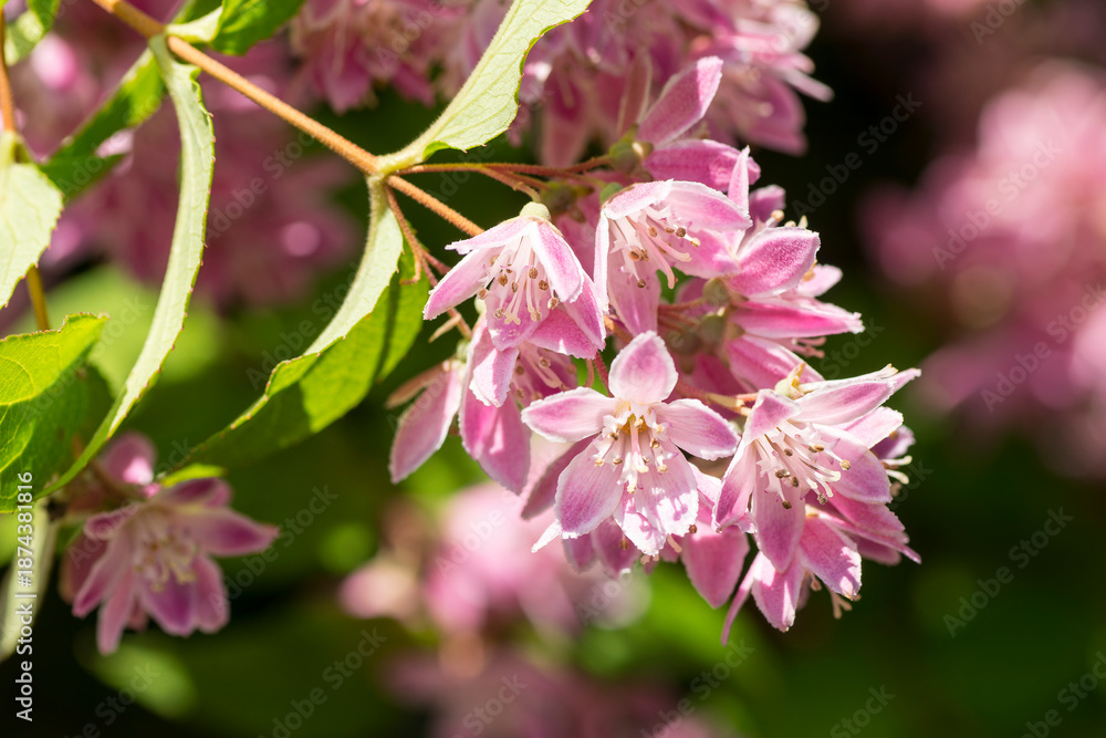 Obraz premium Blüten der Deutzie (Deutzia)an einem Strauch