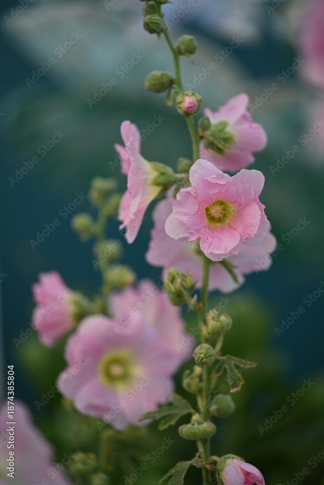 Fototapeta premium Mallows