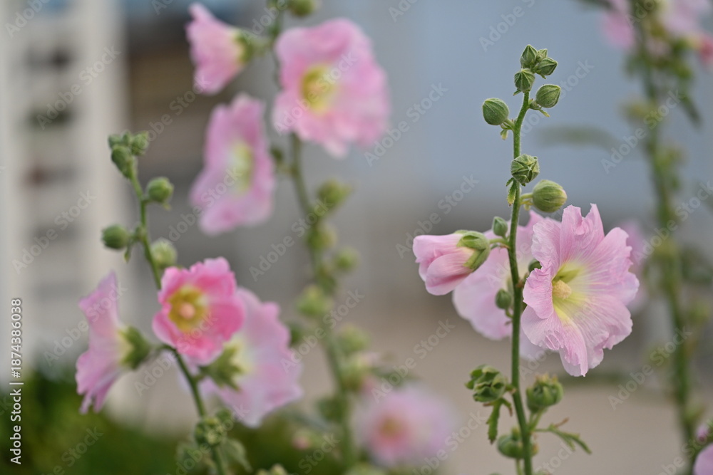 Obraz premium Mallows