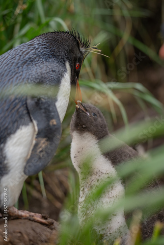 a small chick penguin being fed by its yellow-crested mother