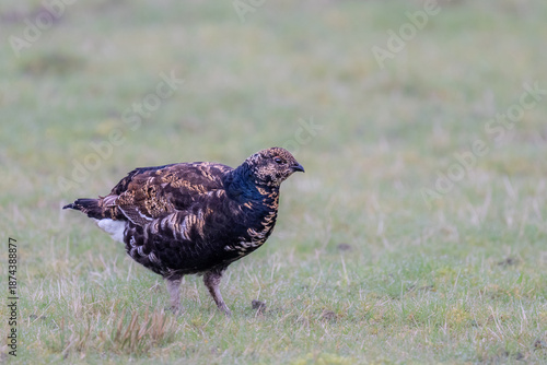 Fotografie A male black grouse stands in a grassy field, its iridescent plumage catching the light