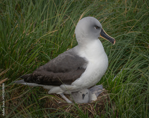 Grey-headed albatross with its chick in the nest