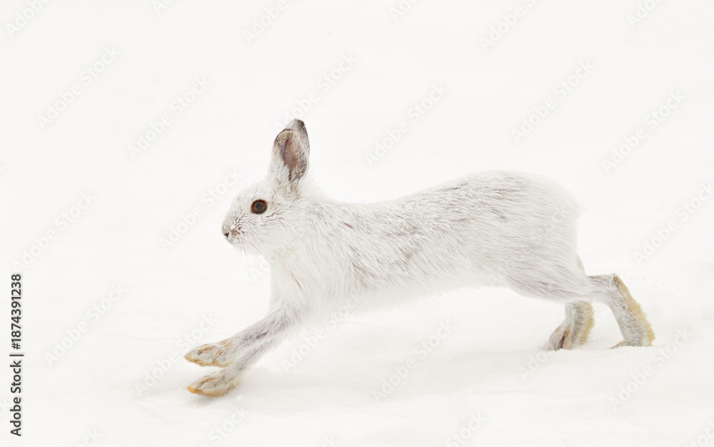 Fototapeta premium Arctic Hare or Snowshoe Hare isolated on white background running in snow in Canada