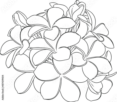 Delicate outline drawing of a cluster of plumeria flowers